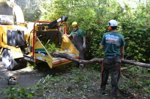 tree services Yampa